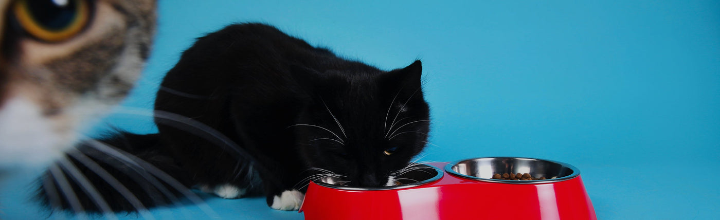 Platos y Bebederos Gato
