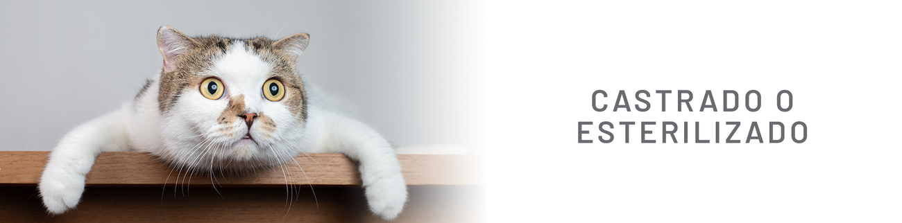 Gato Esterilizado o Castrado