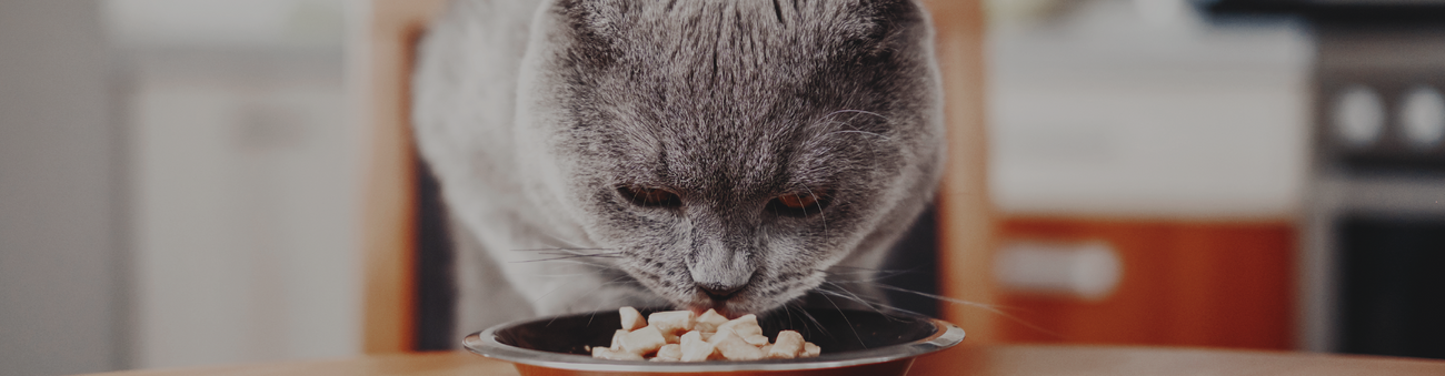 Alimento Gatos