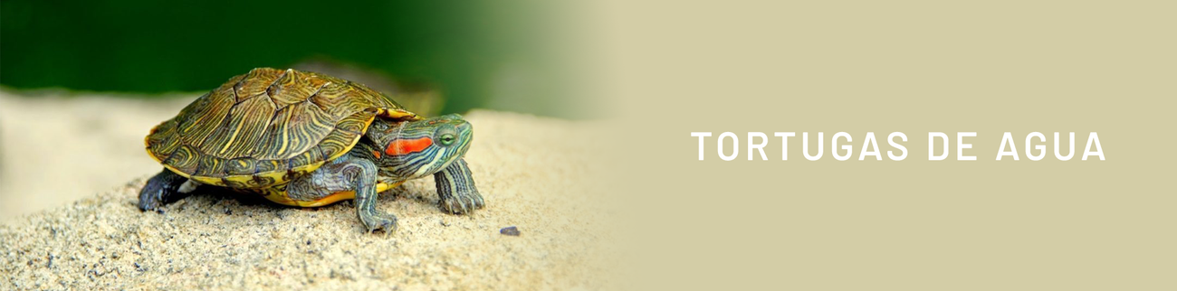 Tortugas de Agua