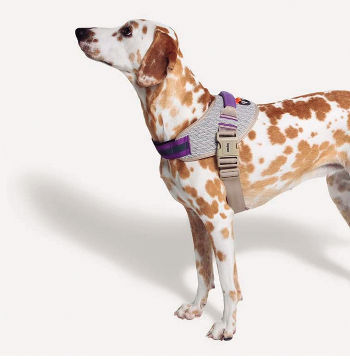 FlyHarness ACG ZeedDog