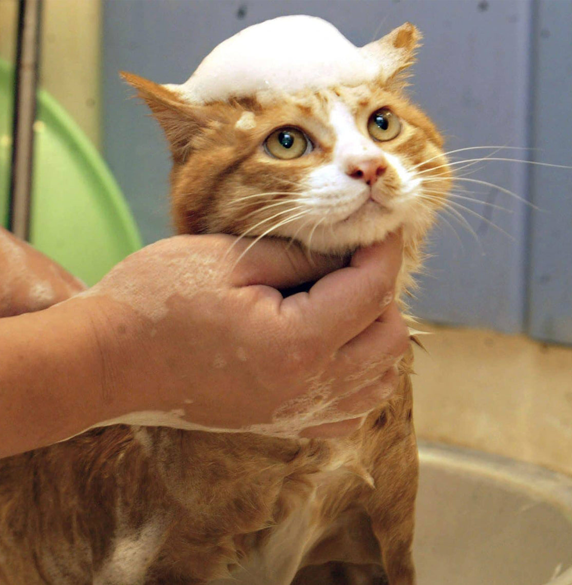 Bioline Foam Shampoo