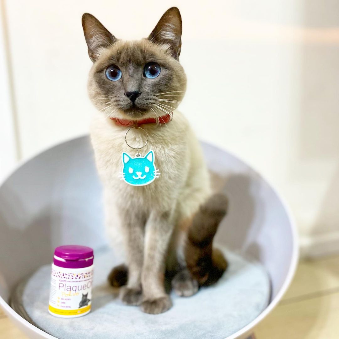 PlaqueOff Polvo Gato (removedor de placa y sarro)