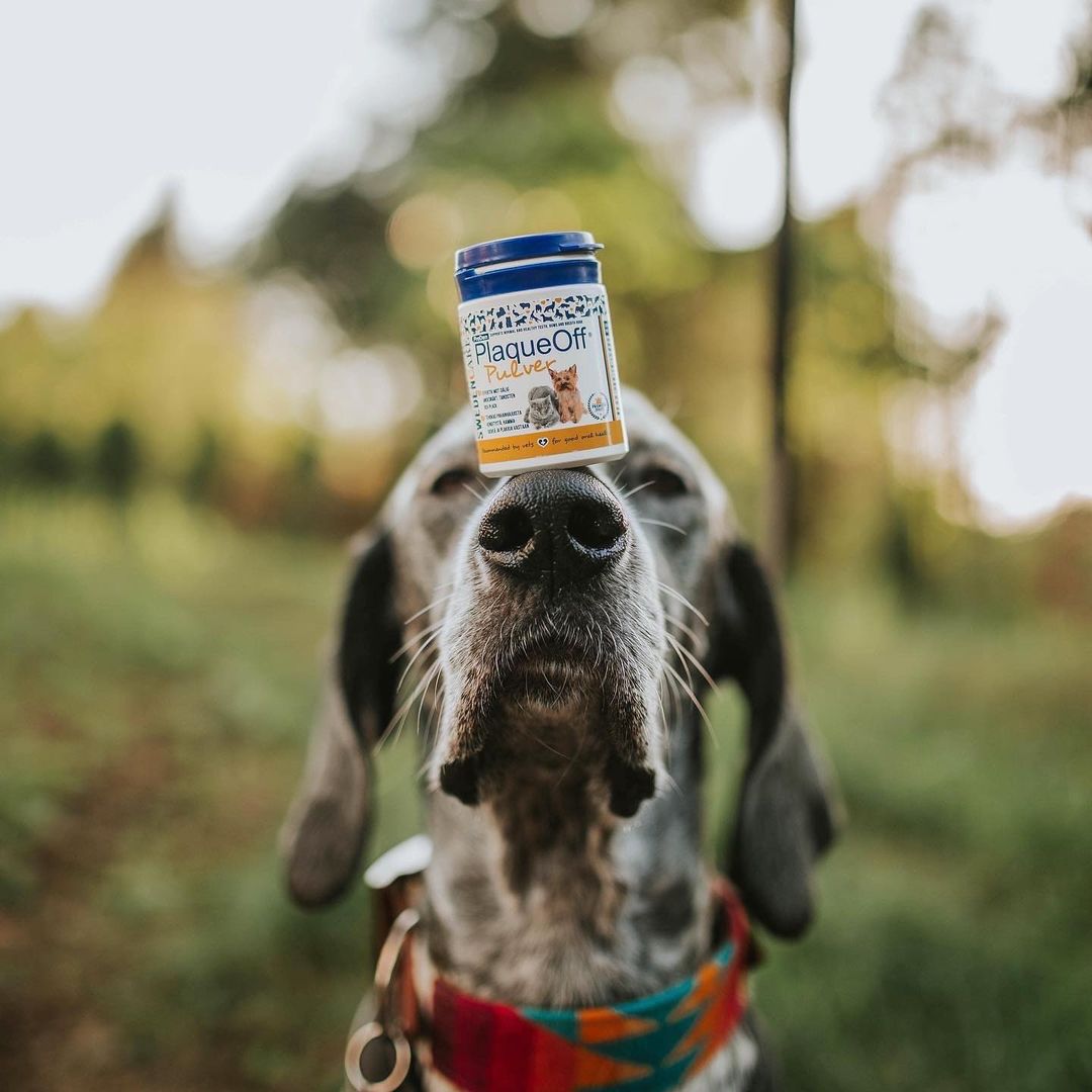 PlaqueOff Polvo Perro (removedor de placa y sarro)