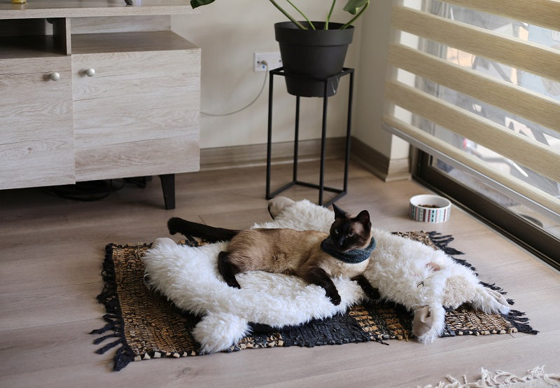 Cama Llama con Chiporro Hey!