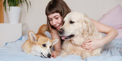 La higiene en nuestras mascotas es clave: 4 puntos clave para aplicarla